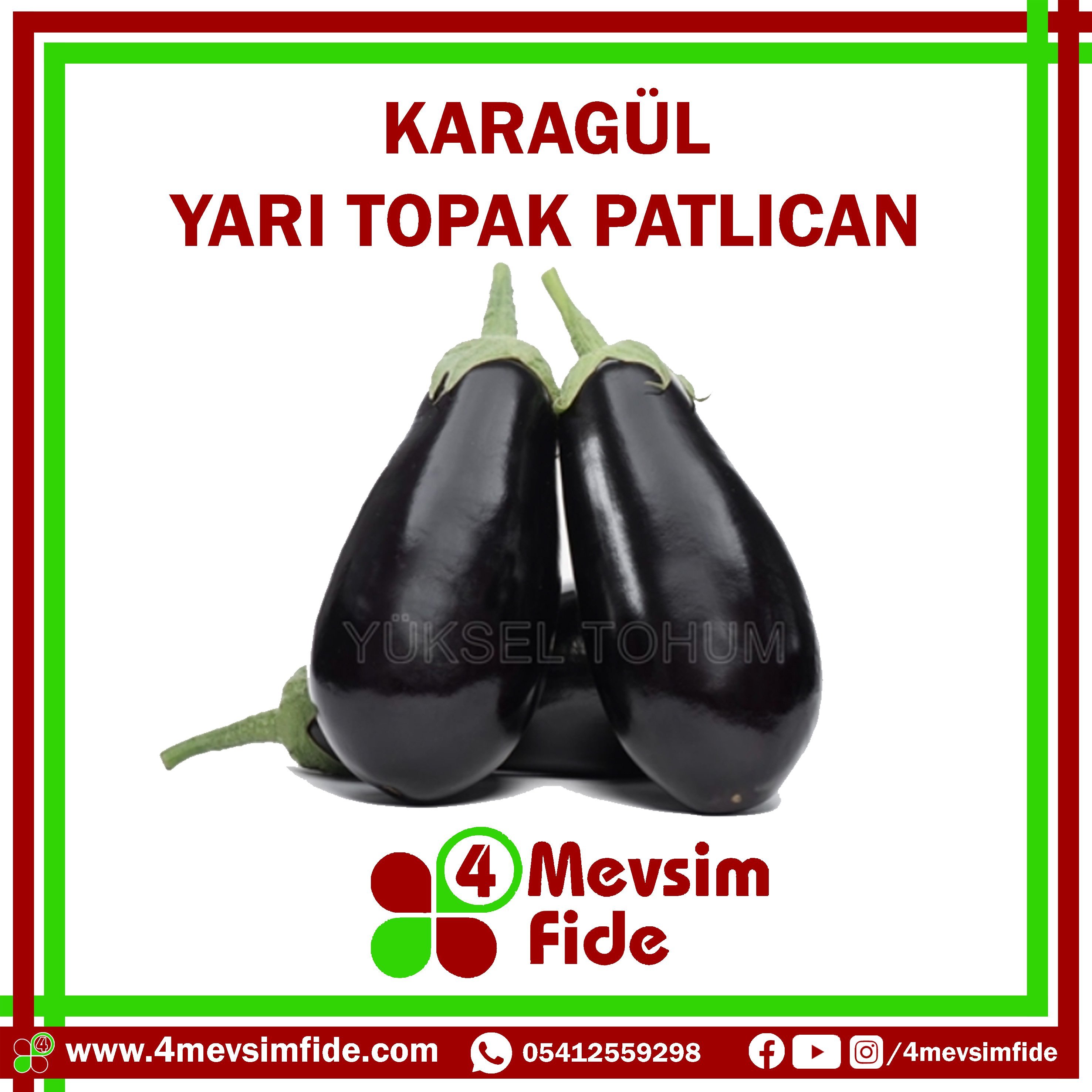 karagül f1 yarı topak patlıcan