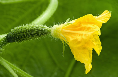 HAZIR FİDELERİMİZ