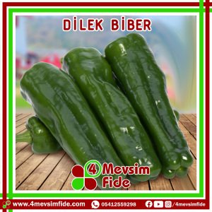 Dilek F1 Üçburun Biber Fidesi