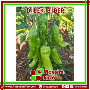 Dilek F1 Üçburun Biber Fidesi