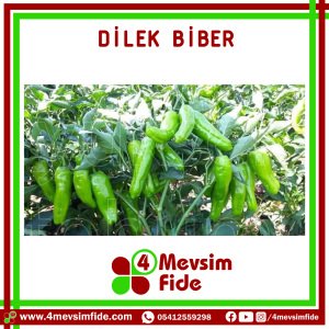 Dilek F1 Üçburun Biber Fidesi