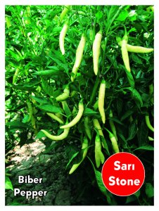 Sarı Stone Cin Biber Fidesi ( Sarı Uzun )
