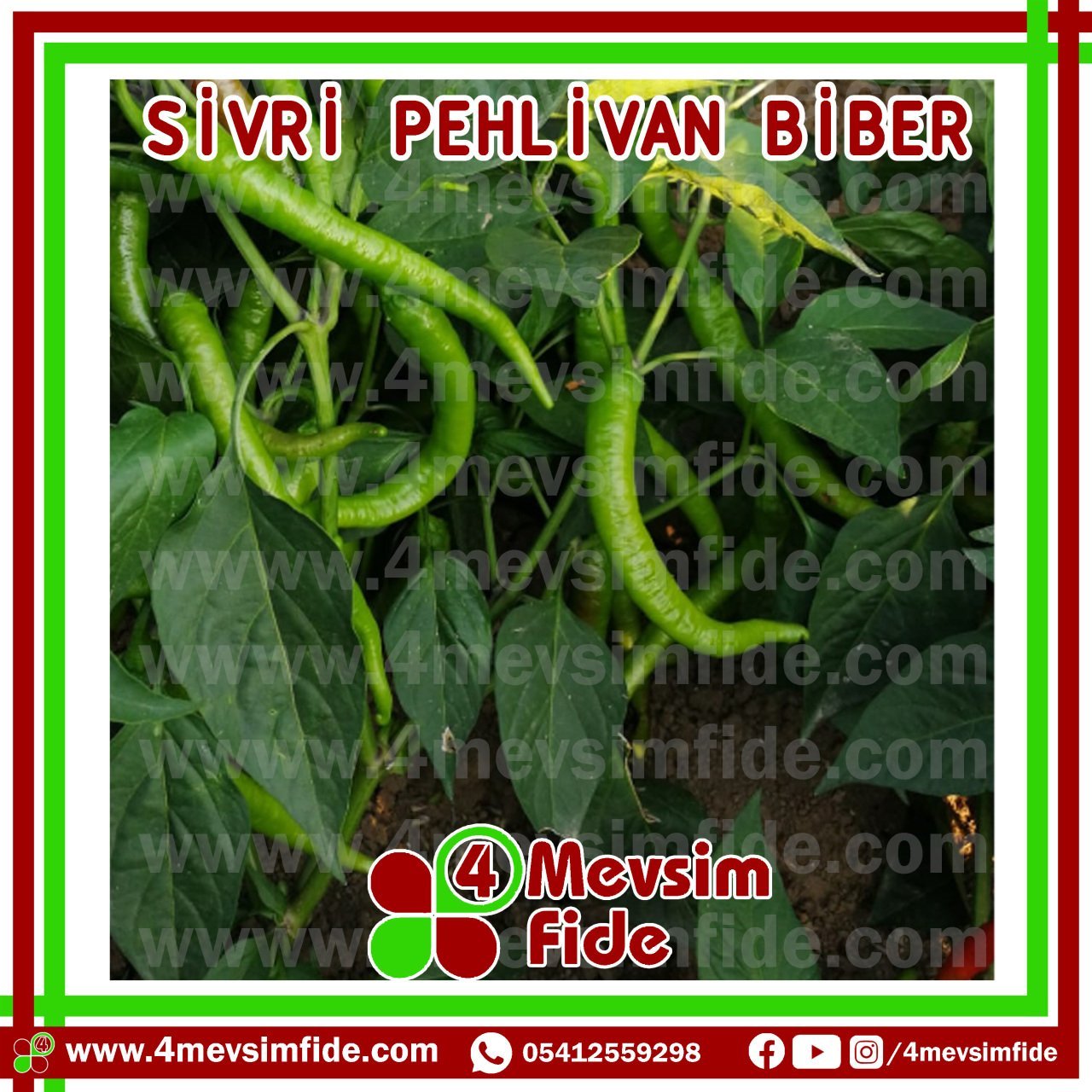Pehlivan F1 Tatlı Sivri Biber Fidesi