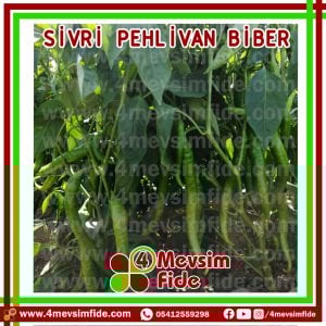 Pehlivan F1 Tatlı Sivri Biber Fidesi