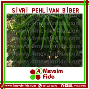 Pehlivan F1 Tatlı Sivri Biber Fidesi