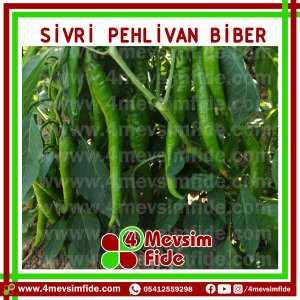 Pehlivan F1 Tatlı Sivri Biber Fidesi