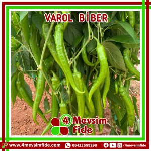 Pehlivan F1 Tatlı Sivri Biber Fidesi