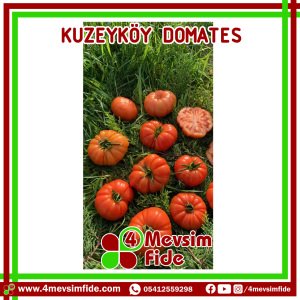 Kuzeyköy Domates Fidesi