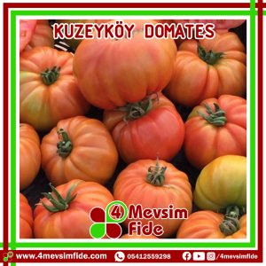 Kuzeyköy Domates Fidesi