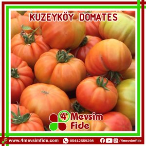 Kuzeyköy Domates Fidesi