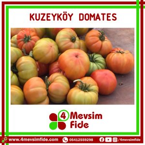 Kuzeyköy Domates Fidesi