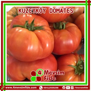 Kuzeyköy Domates Fidesi