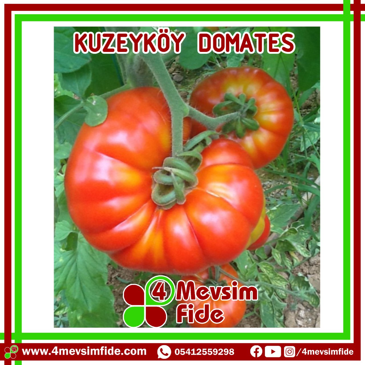 Kuzeyköy Domates Fidesi