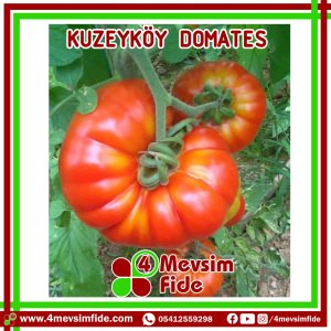 Kuzeyköy Domates Fidesi