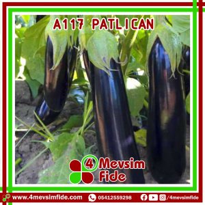 A117 F1 Patlıcan Fidesi