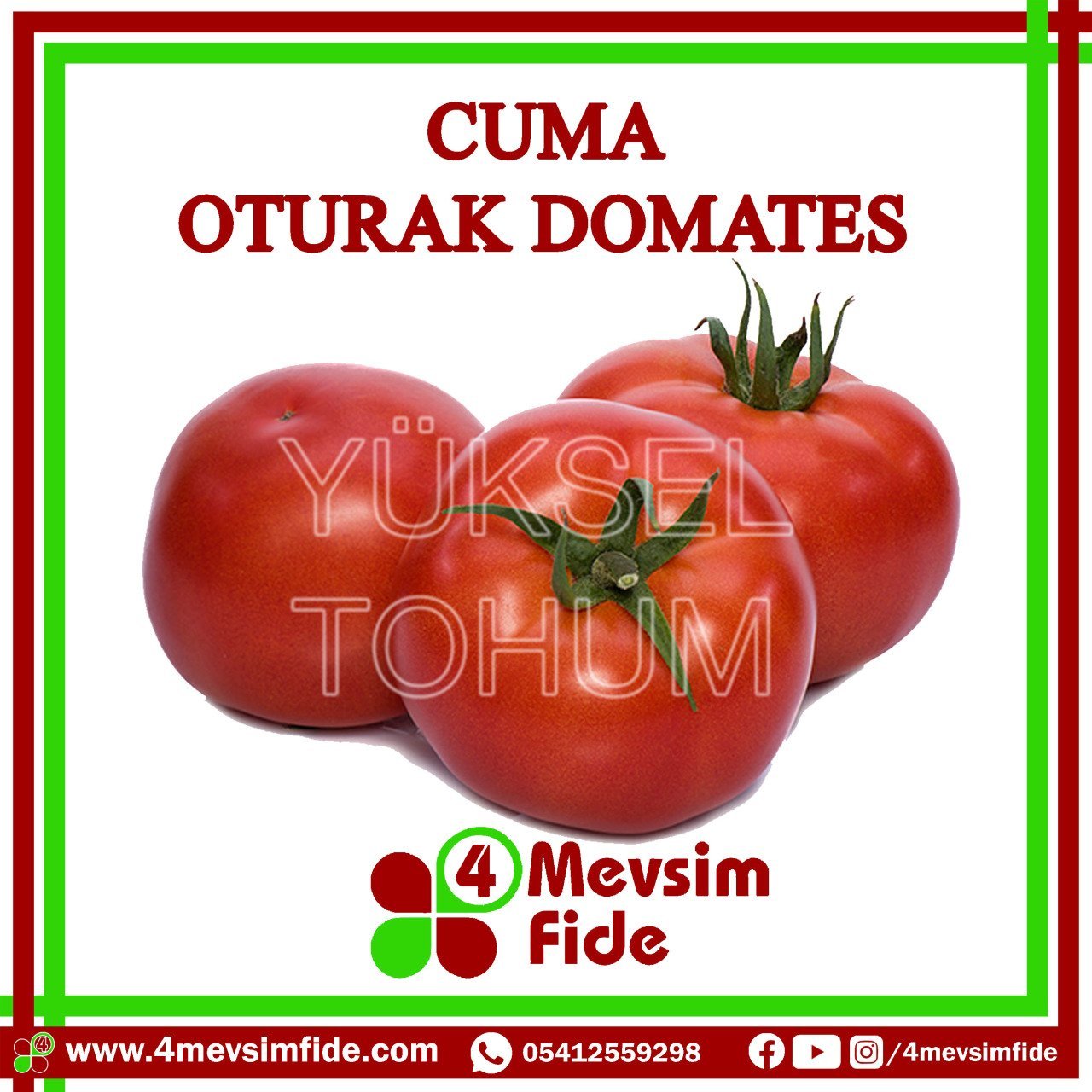 Cuma Oturak Domates Tohumu 1000 Adet