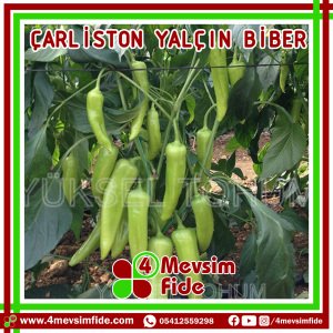 Yalçın F1 Çarliston Biber Fidesi