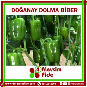 Doğanay F1 Dolma Biber Fidesi