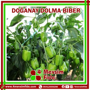 Doğanay F1 Dolma Biber Fidesi