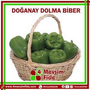 Doğanay F1 Dolma Biber Fidesi