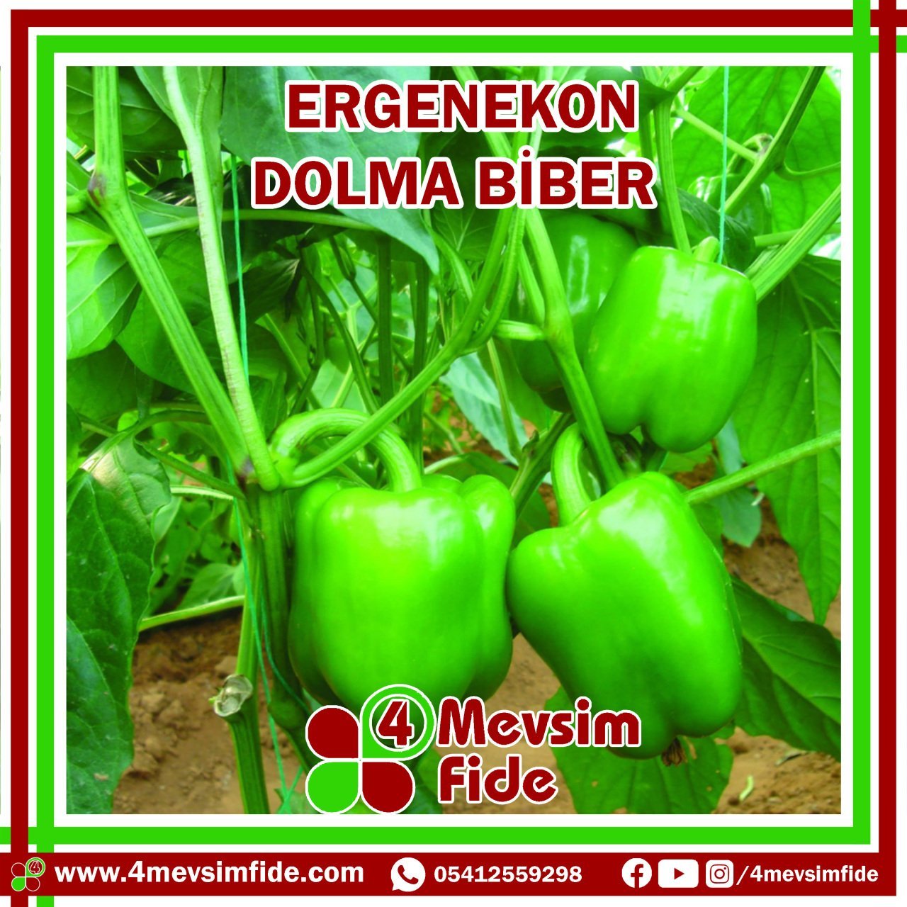 Ergenekon F1 Dolma Biber Fidesi