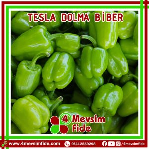 Tesla F1 Dolma Biber Fidesi