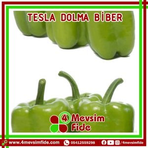 Tesla F1 Dolma Biber Fidesi