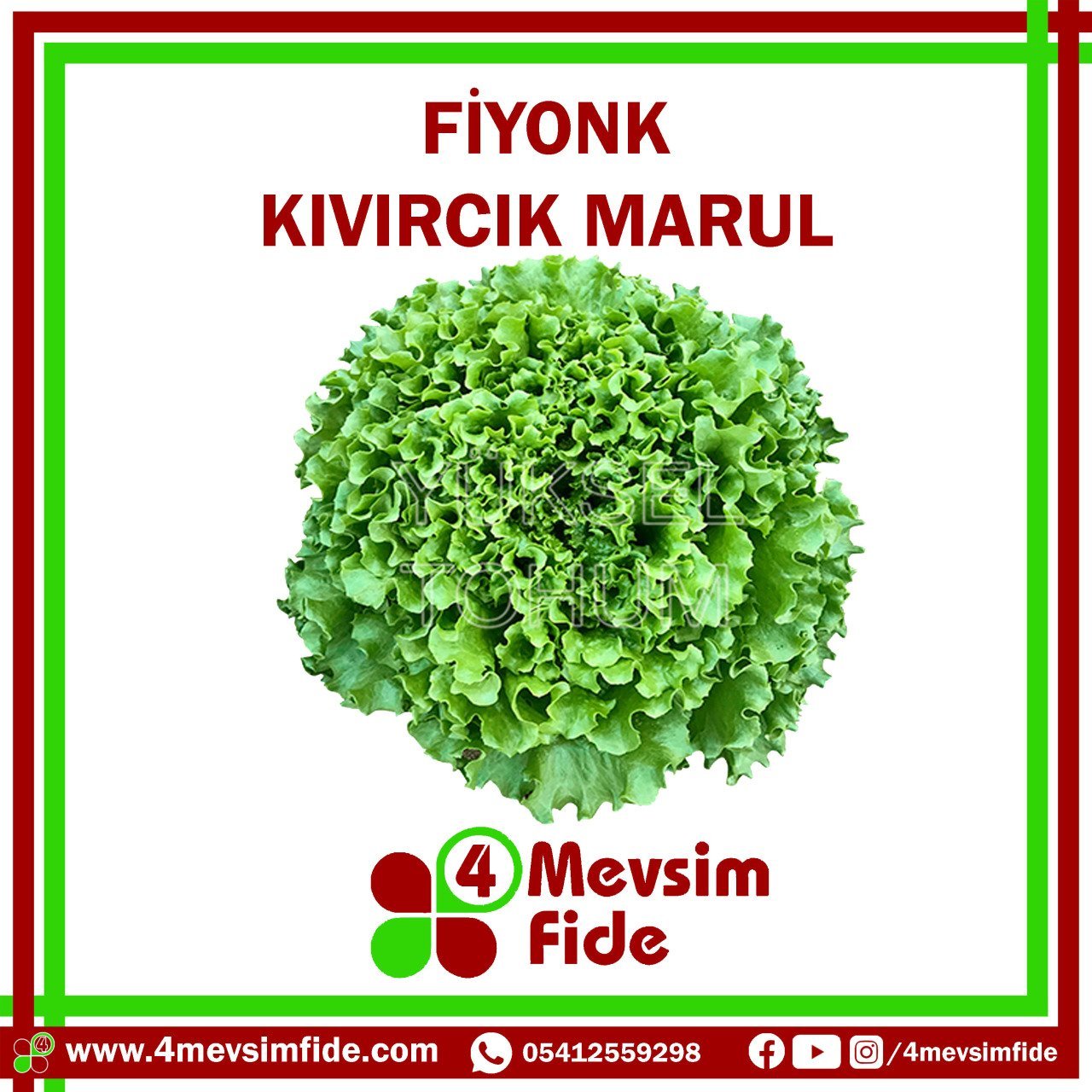 Fiyonk Kıvırcık Marul Fidesi