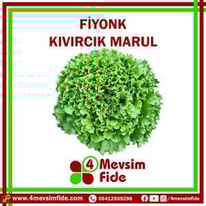 Fiyonk Kıvırcık Marul Fidesi