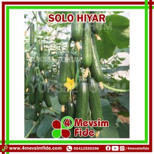 Solo F1 Beit Alpha Tipi Hıyar Fidesi