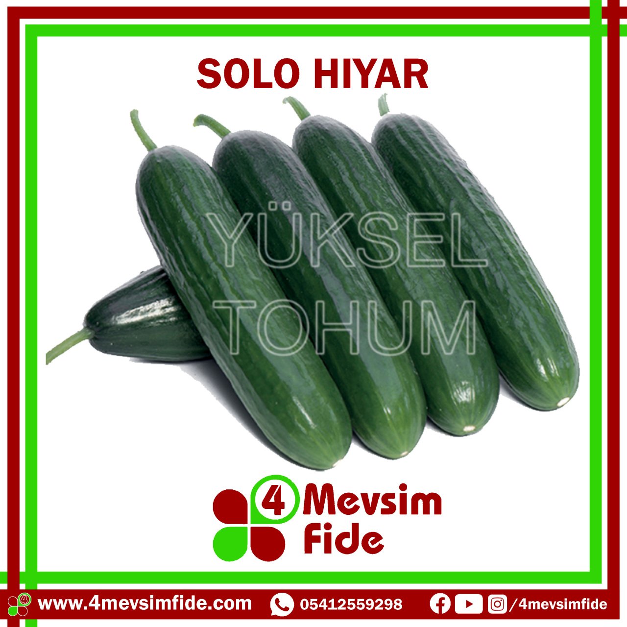 Solo F1 Beit Alpha Tipi Hıyar Fidesi