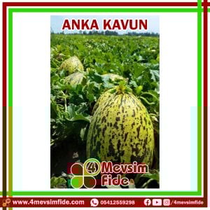 Anka F1 Kırkağaç Kavun Fidesi
