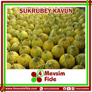 Şükrübey F1 Kırkağaç Kavun Fidesi