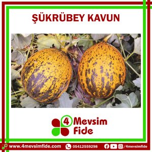 Şükrübey F1 Kırkağaç Kavun Fidesi