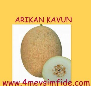 Arıkan F1 Kavun Fidesi