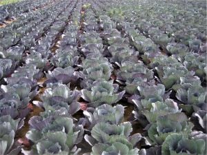 Rondale F1 Kırmızı Lahana Tohumu-2500 adet