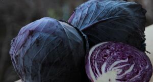 Rondale F1 Kırmızı Lahana Fidesi