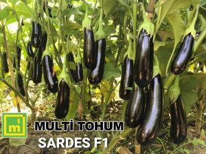 Sardes F1 Patlıcan Fidesi