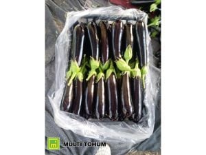 Sardes Patlıcan Fidesi