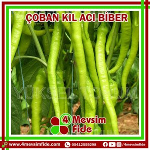 Çoban F1 Kıl Acı Biber Fidesi