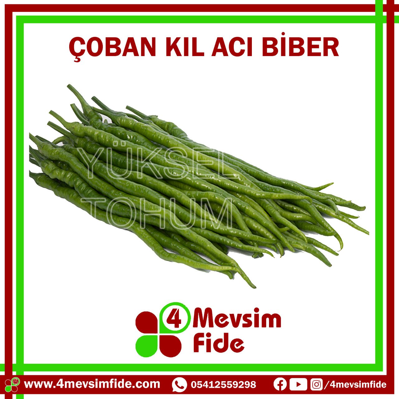 Çoban F1 Kıl Acı Biber Fidesi