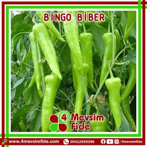 Bingo F1 Çarliston Biber Fidesi