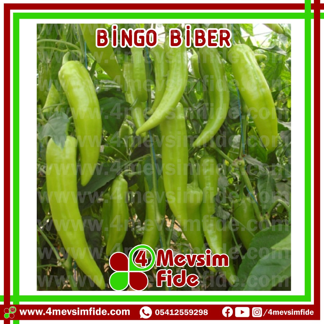 Bingo F1 Çarliston Biber Fidesi