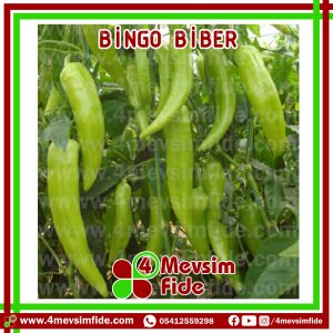 Bingo F1 Çarliston Biber Fidesi