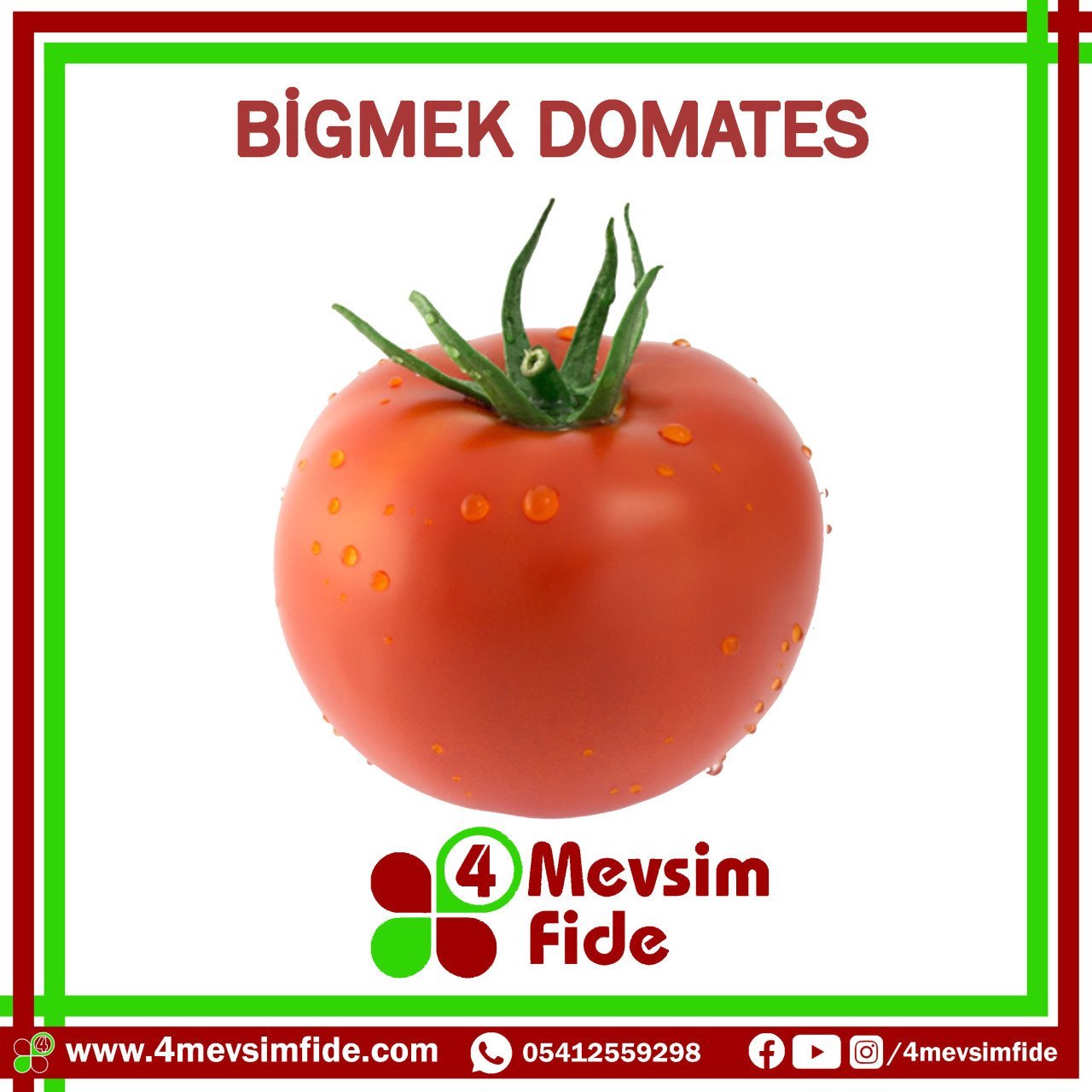 Bigmek F1 Sırık Domates Fidesi