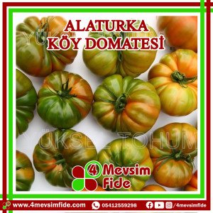 Alaturka F1 Sırık Köy Domates Fidesi