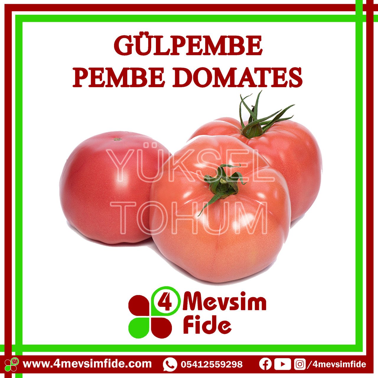 Gülpembe Domates Fidesi