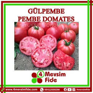 Gülpembe Domates Fidesi