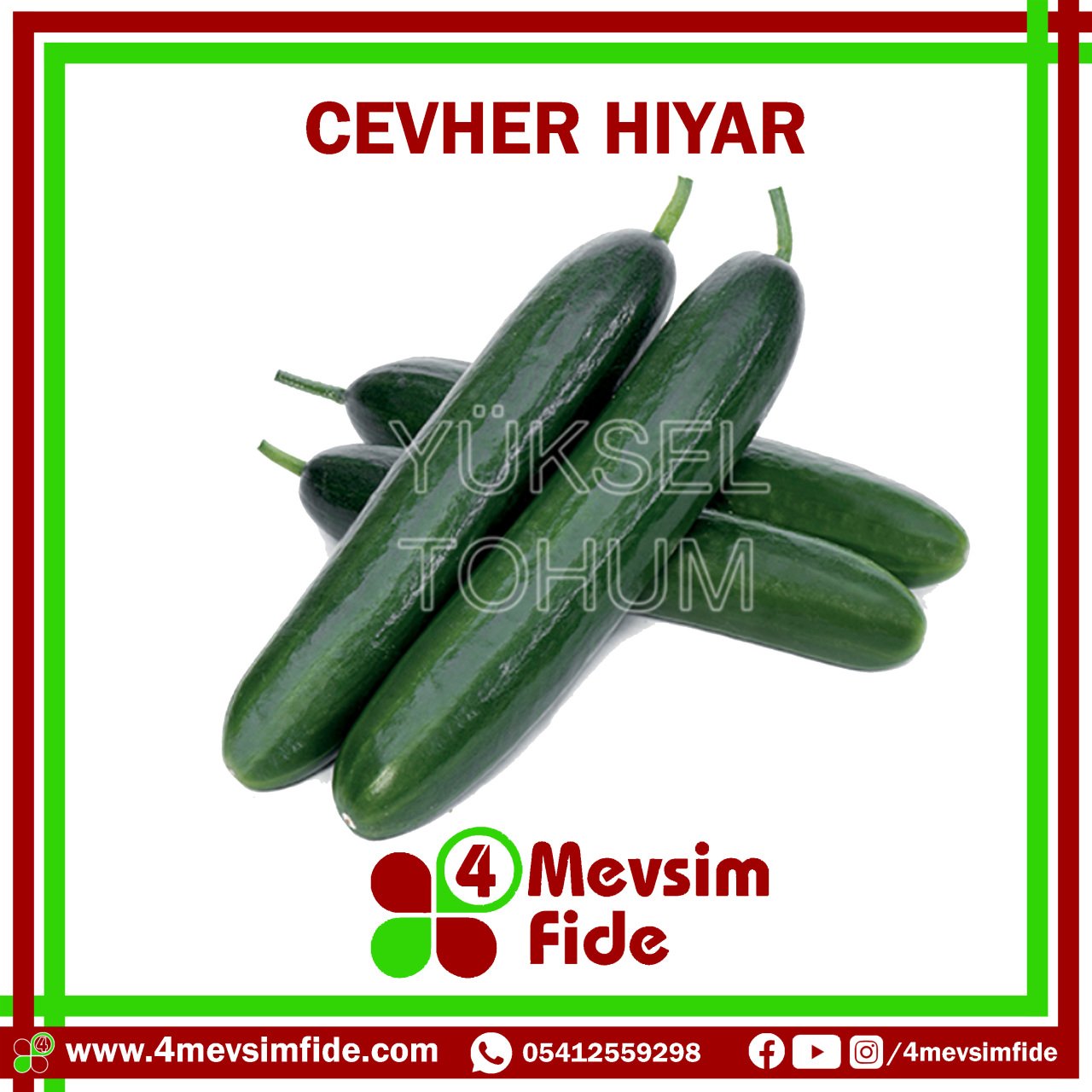 Cevher F1 Beit Alpha Tipi Hıyar Fidesi