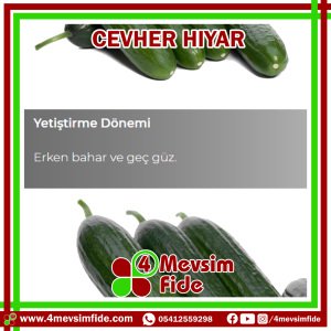 Cevher F1 Beit Alpha Tipi Hıyar Fidesi